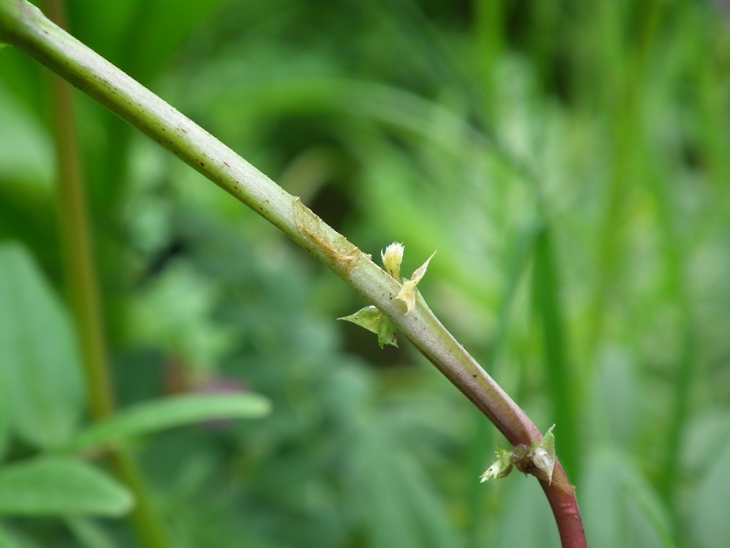 Vicia sepium / Veccia silvana